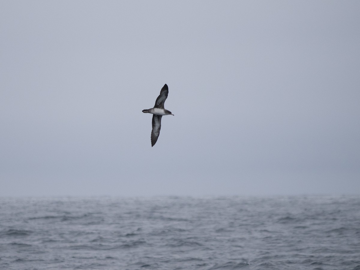 Pink-footed Shearwater - ML622056942