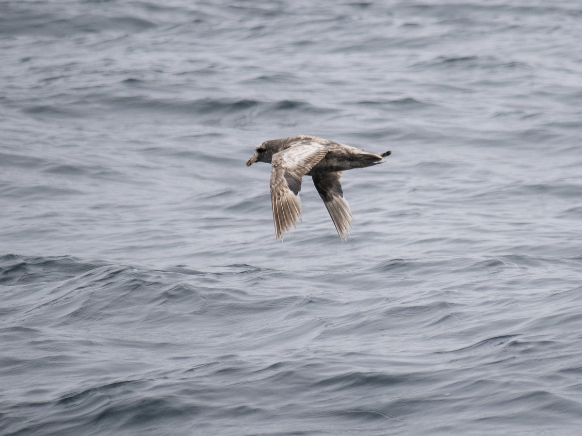 Northern Fulmar - Caitlin Chock