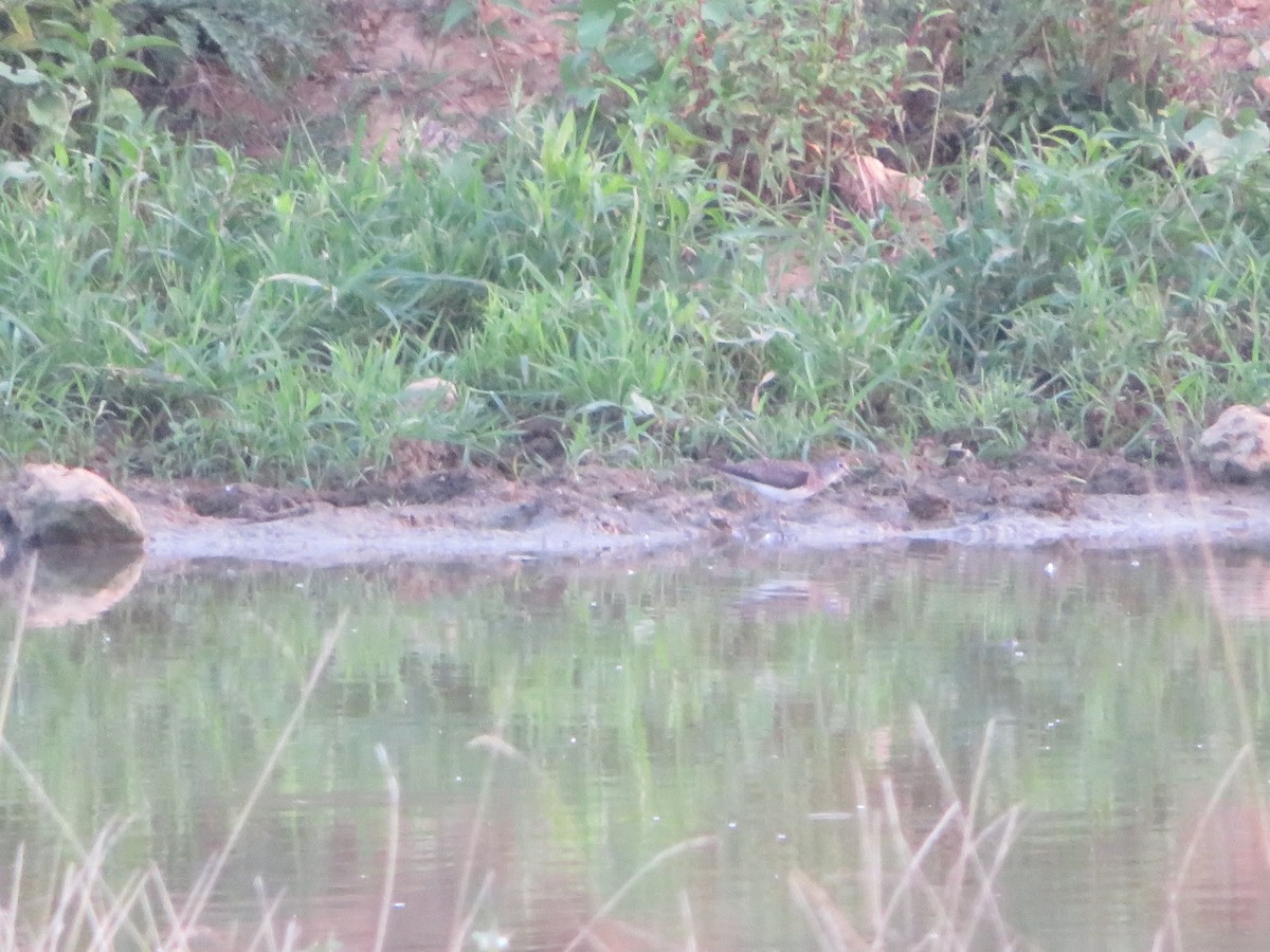 Solitary Sandpiper - ML622056944