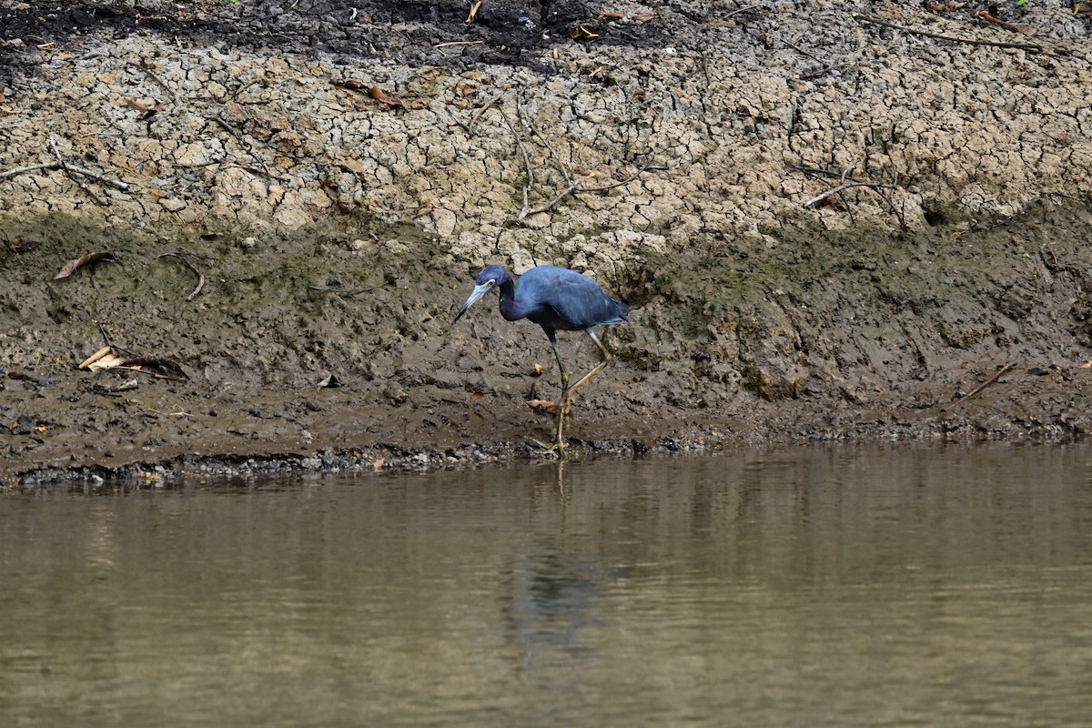 Little Blue Heron - ML622056947