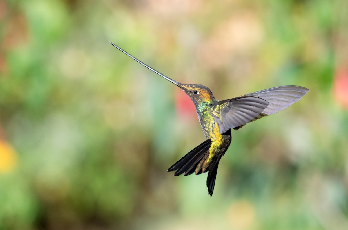 Colibrí Picoespada - ML622056948