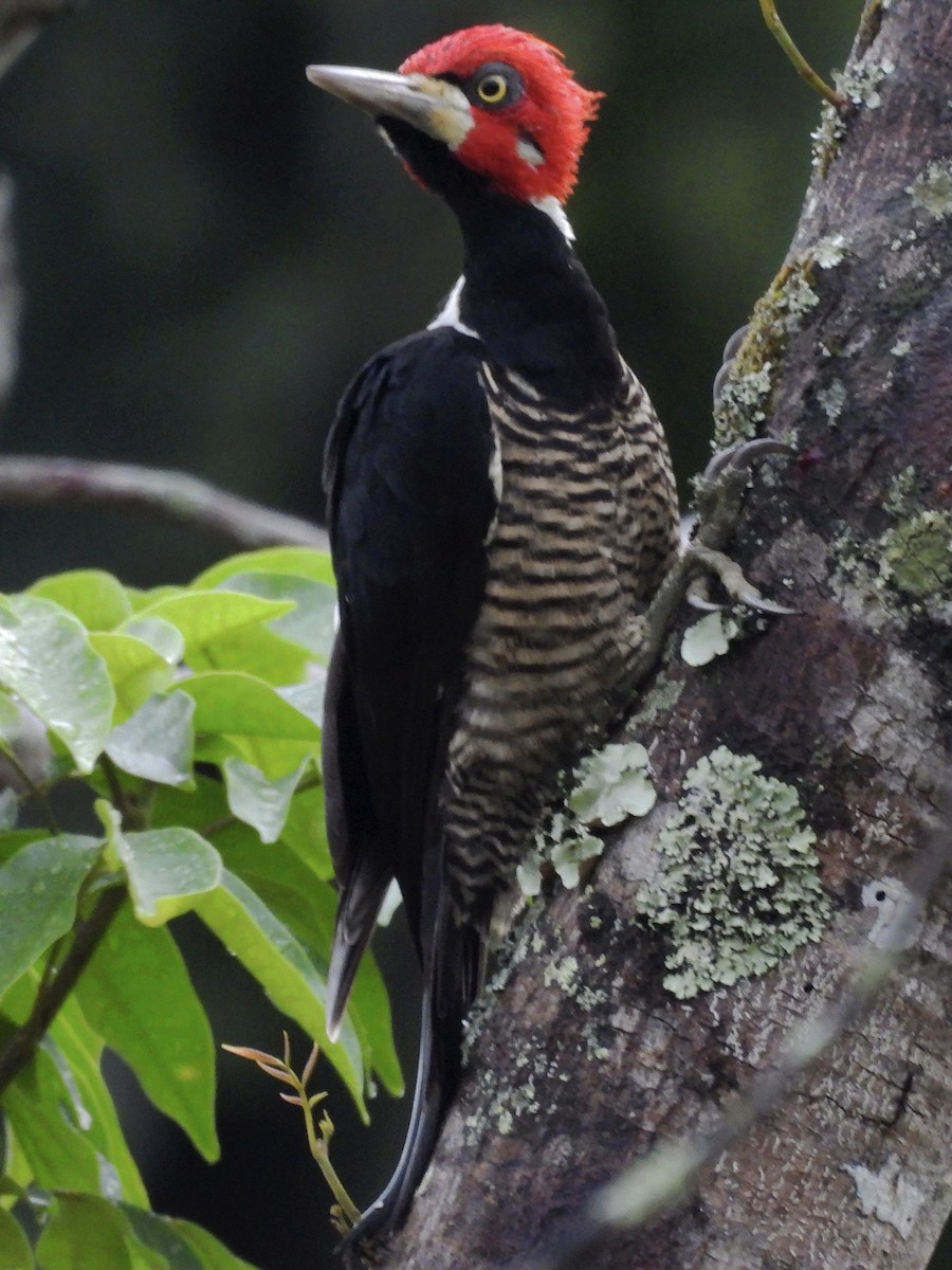 Crimson-crested Woodpecker - ML622056949