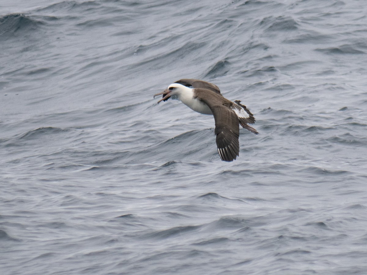 Laysan Albatross - ML622056951