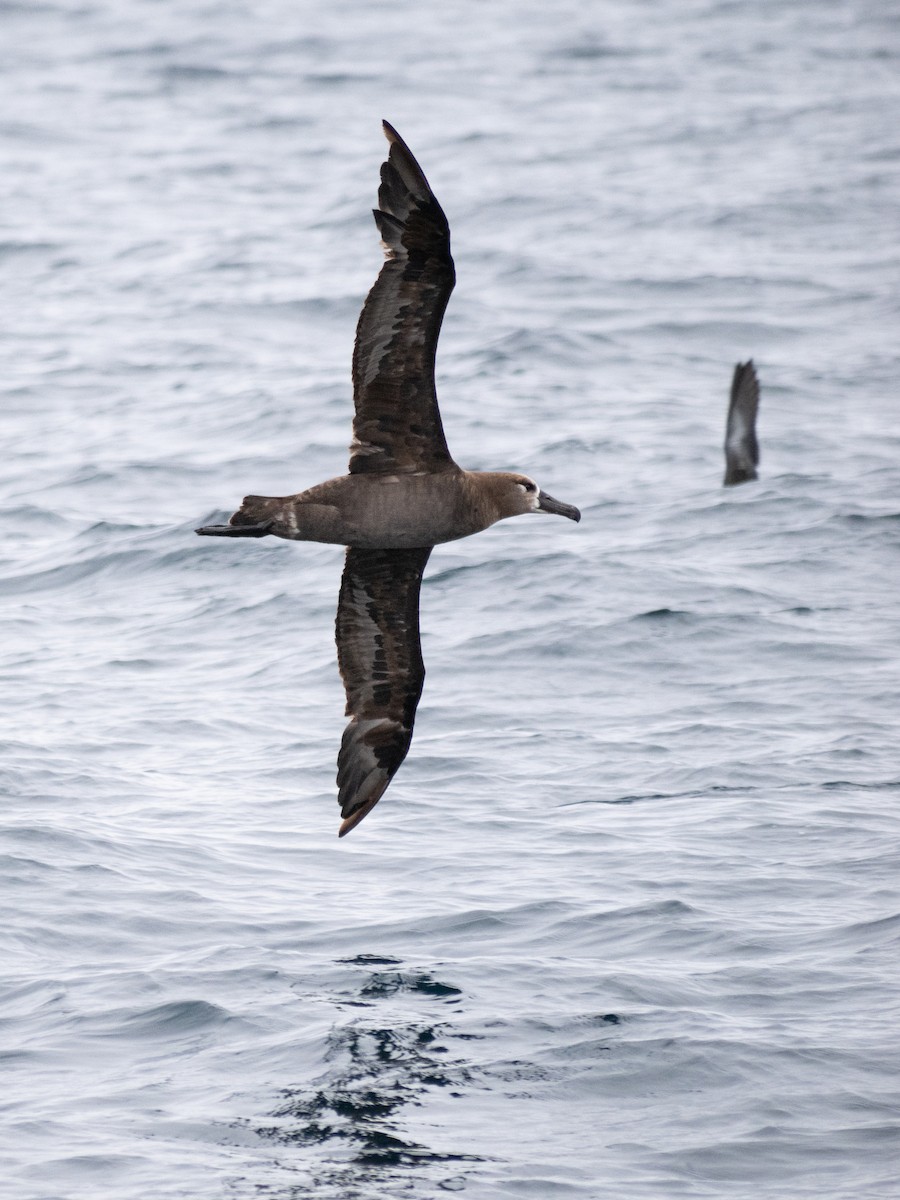 Black-footed Albatross - ML622056956