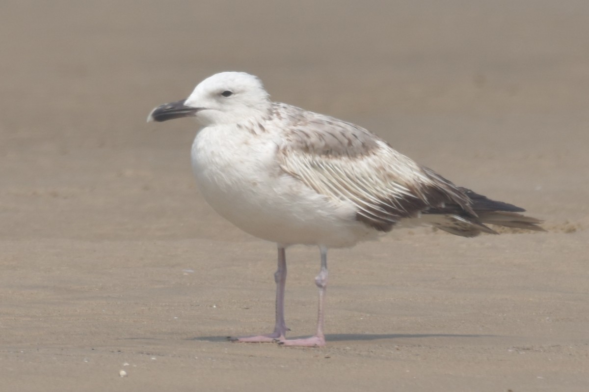 gull sp. - ML622056957