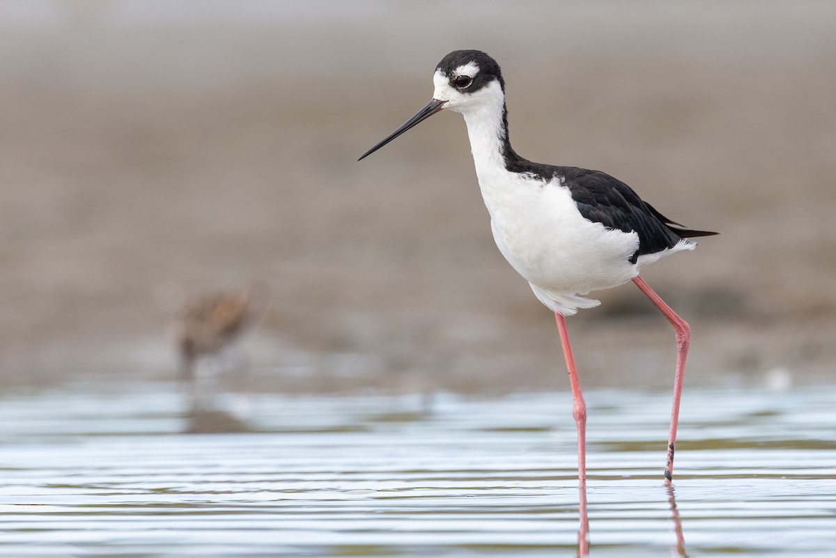 Black-necked Stilt - Gaurav Manglik