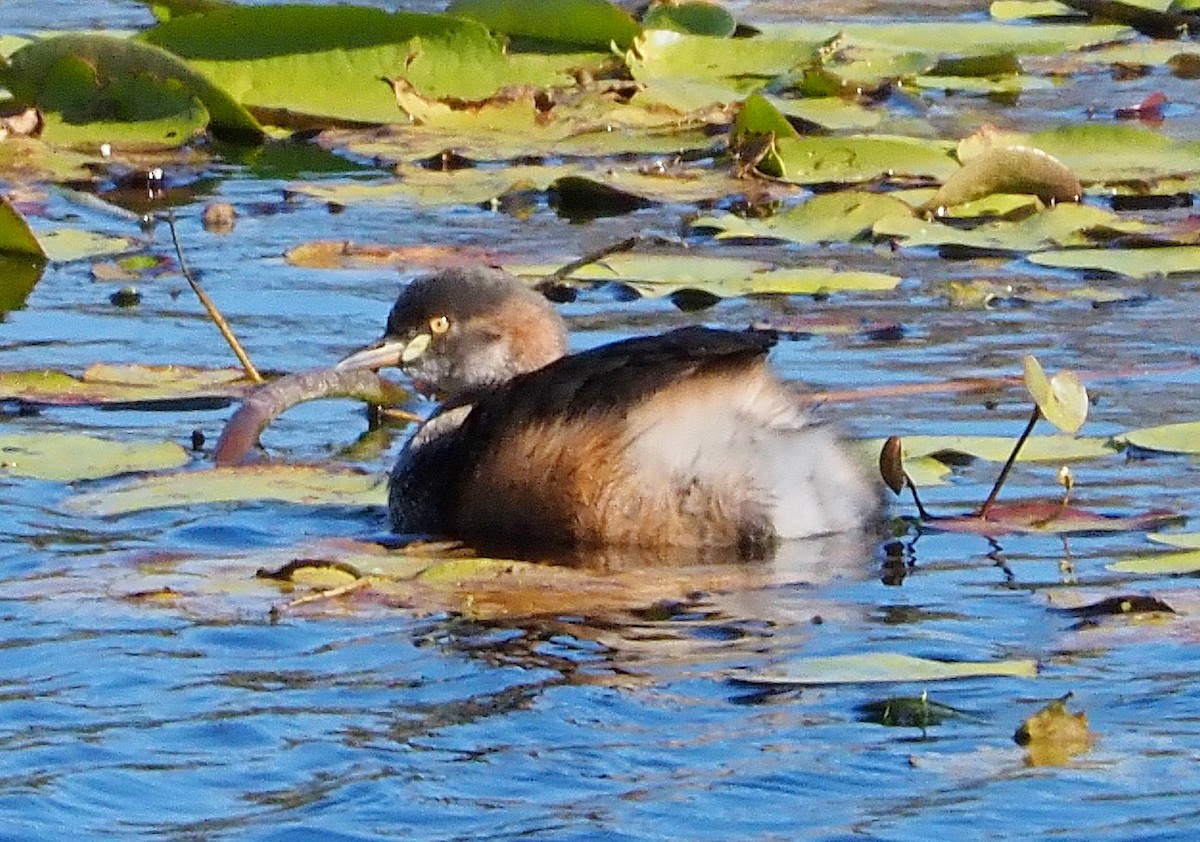 Australasian Grebe - ML622056960