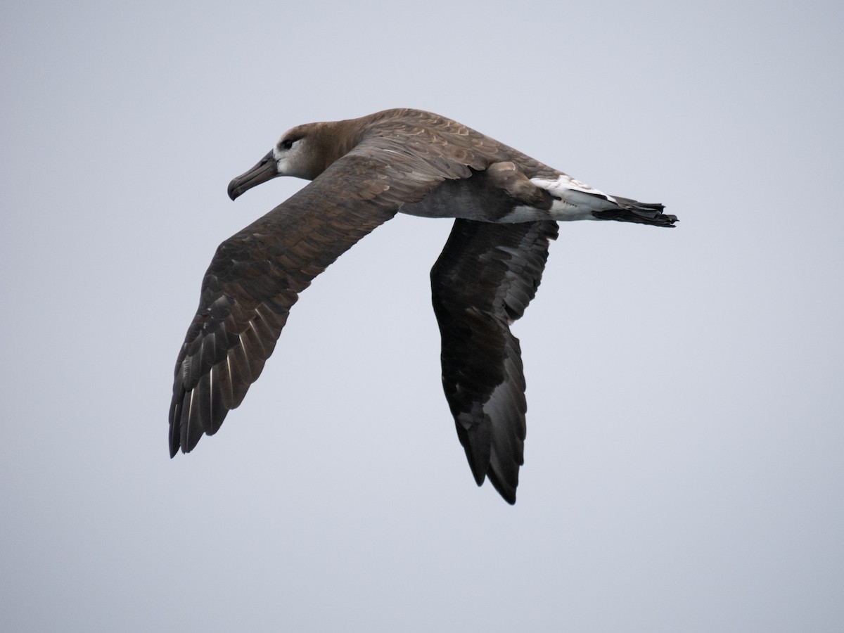 Black-footed Albatross - ML622056961