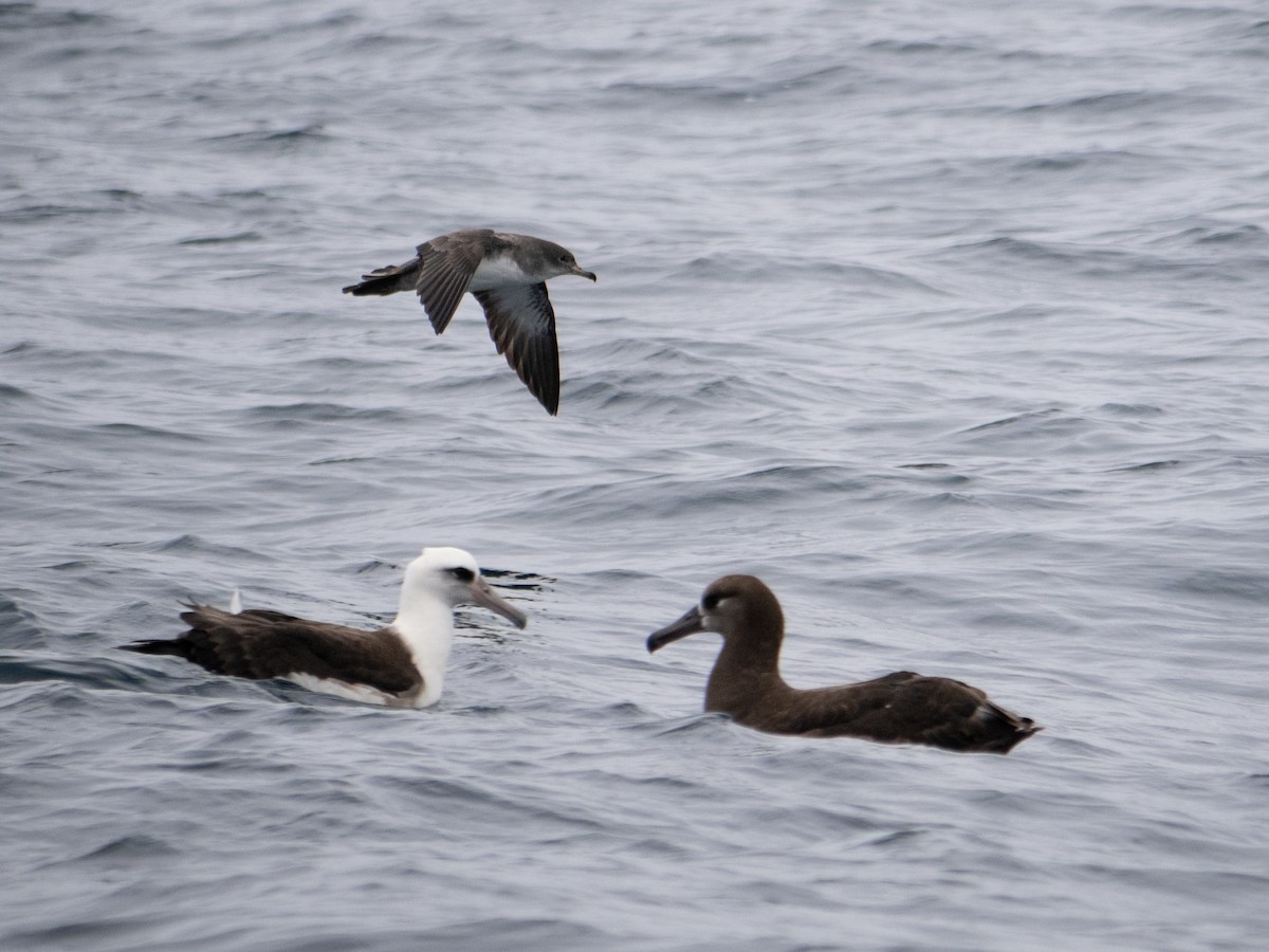 Pink-footed Shearwater - ML622056966