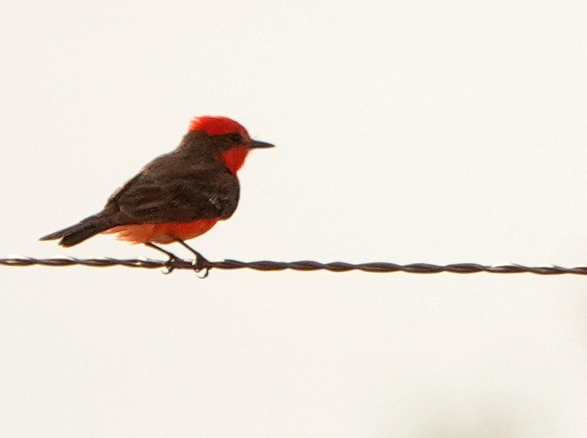 Vermilion Flycatcher - ML622056970