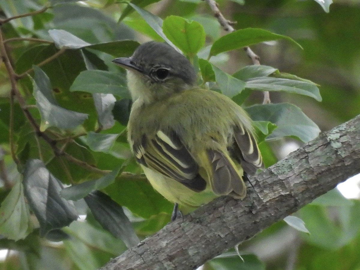 Yellow-margined Flatbill - ML622056971