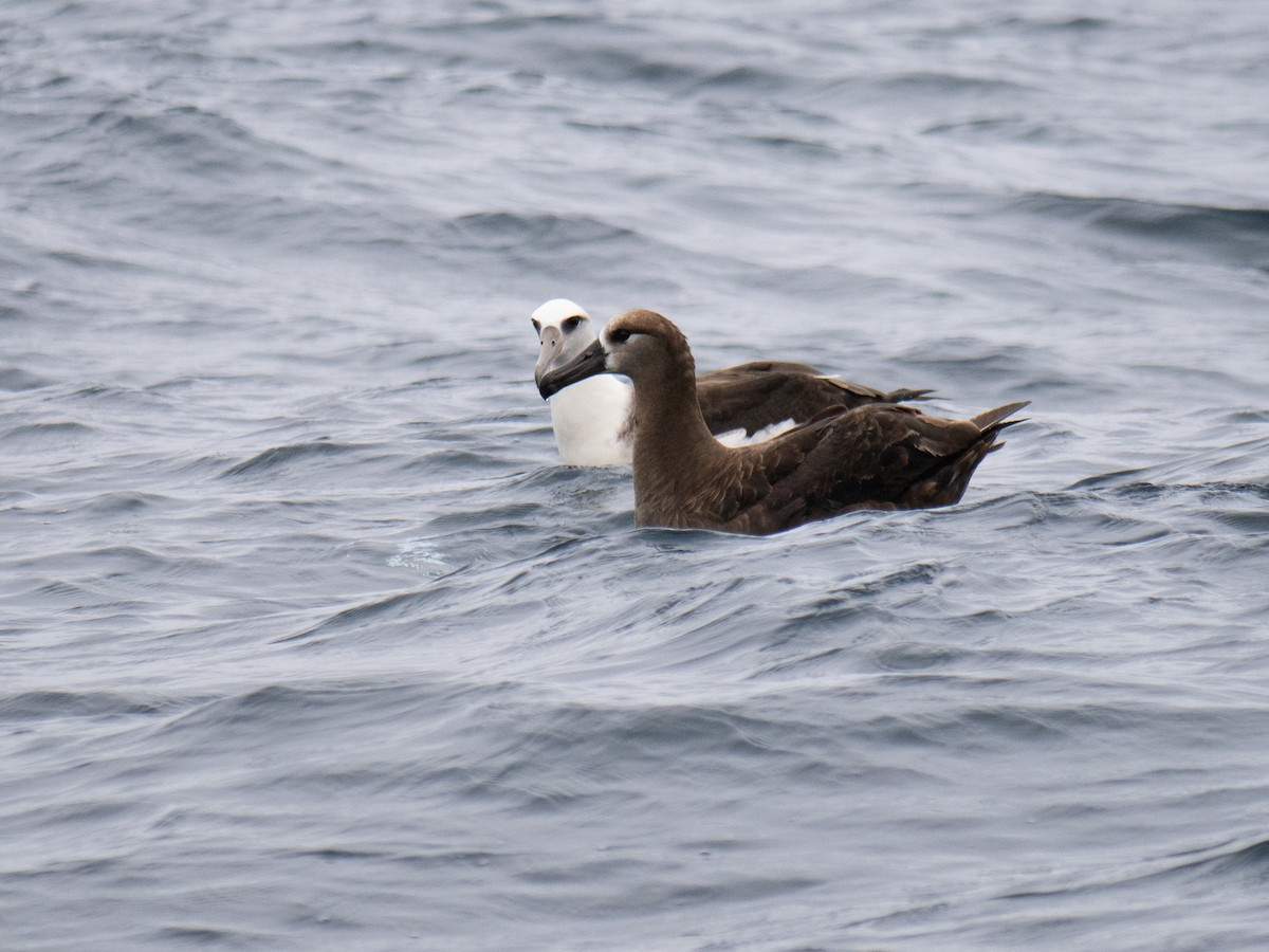 Black-footed Albatross - ML622056972