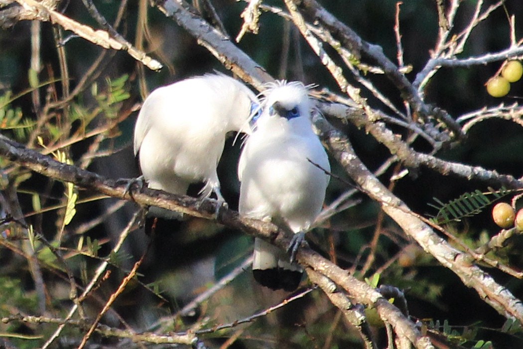 Bali Myna - ML622056973