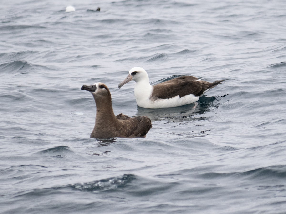 Laysan Albatross - ML622056975