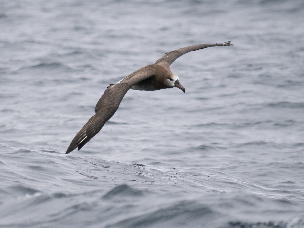 Black-footed Albatross - ML622056977