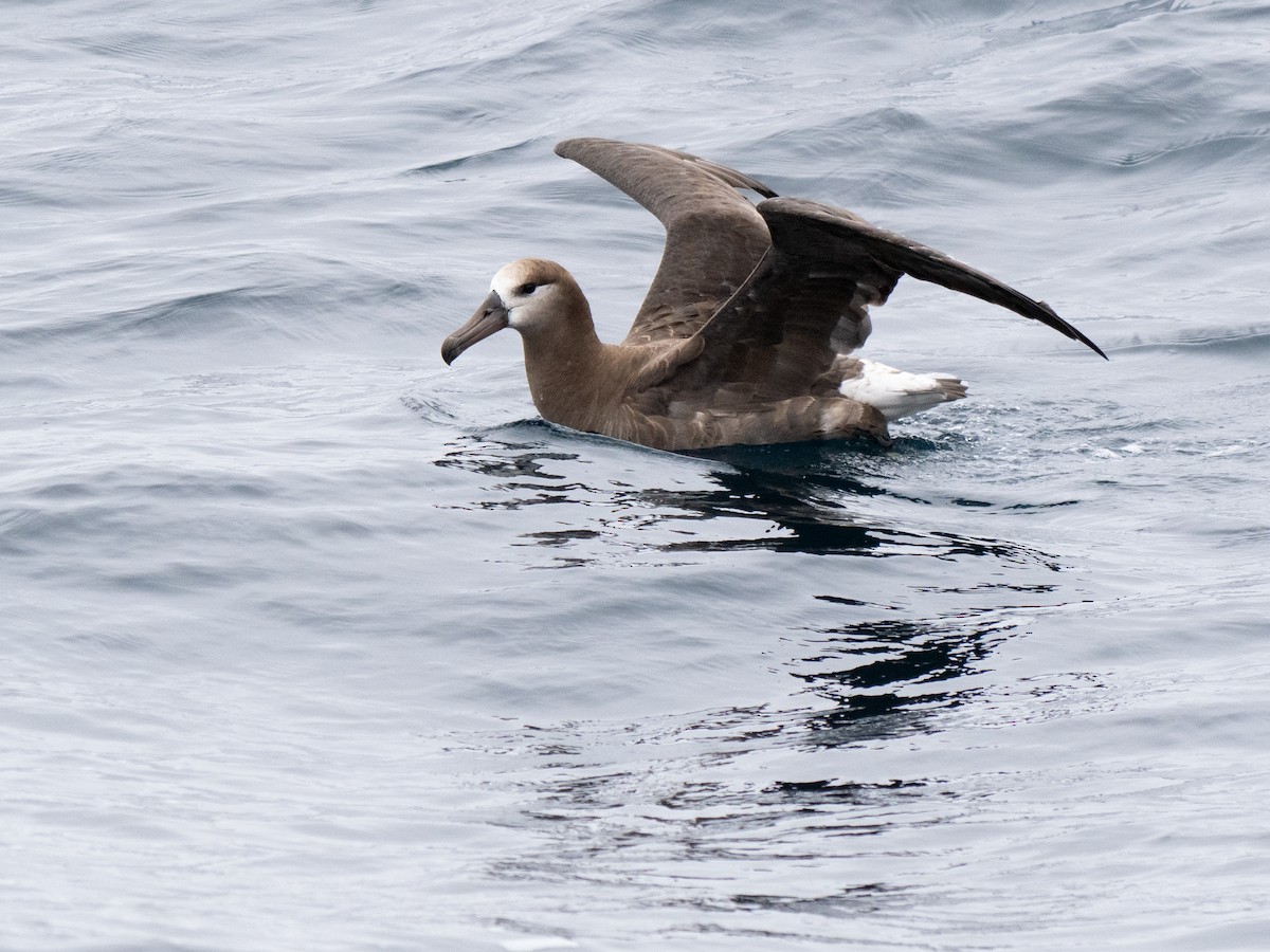 Black-footed Albatross - ML622056978