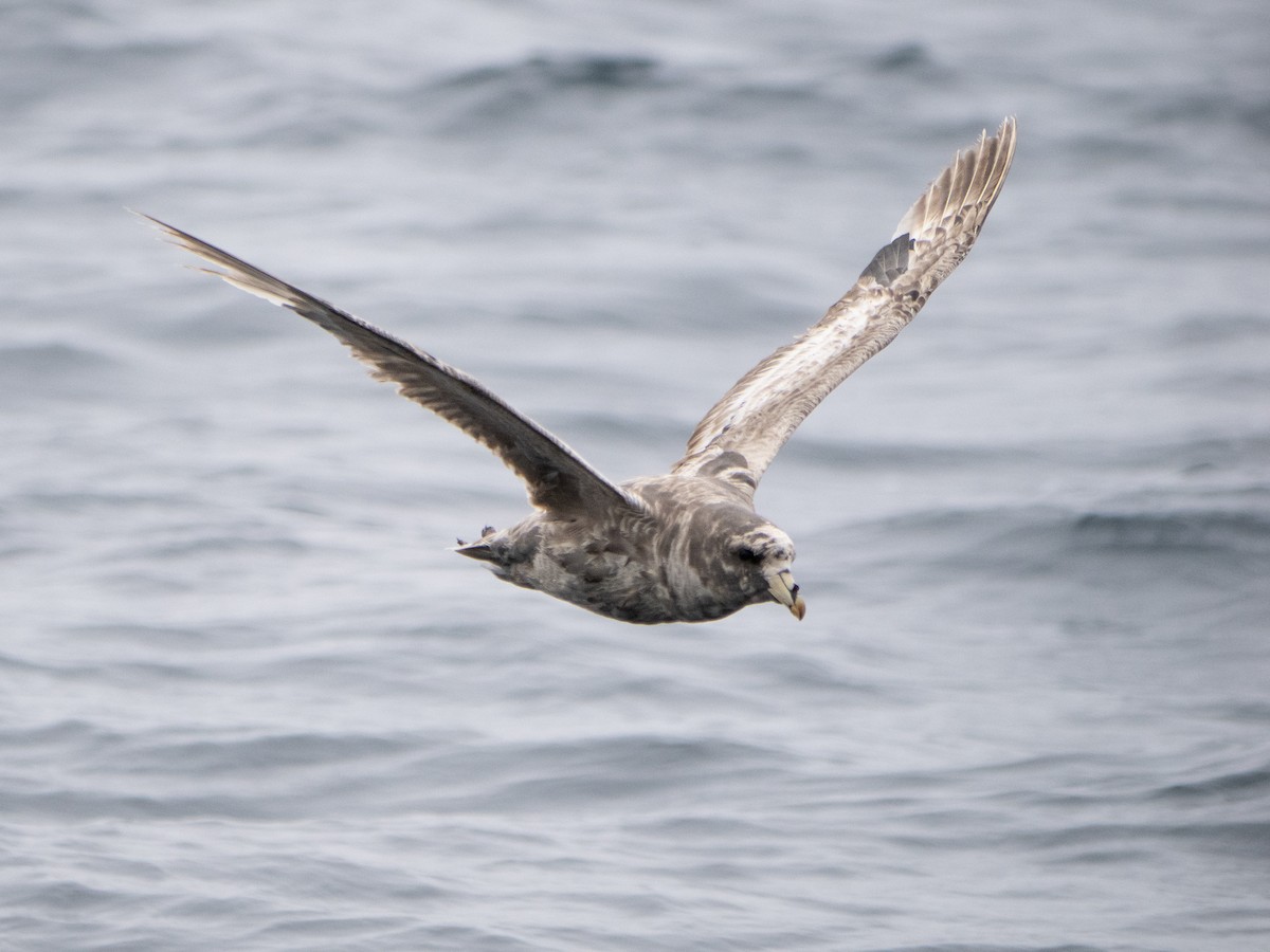 Northern Fulmar - ML622056979