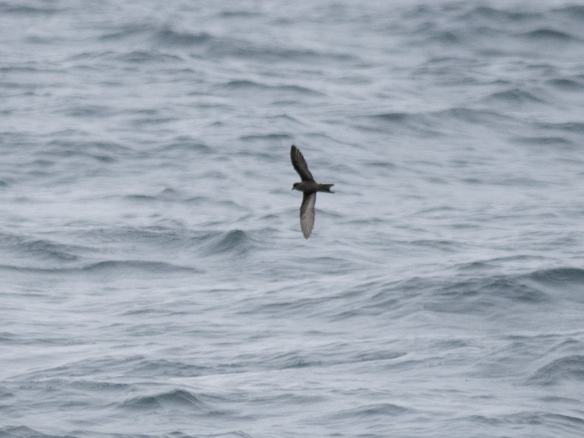 Ashy Storm-Petrel - ML622056981