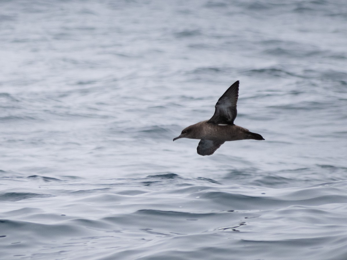 Sooty Shearwater - ML622056982