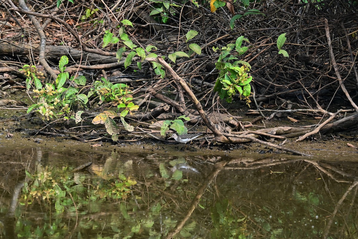 Solitary Sandpiper - ML622056983