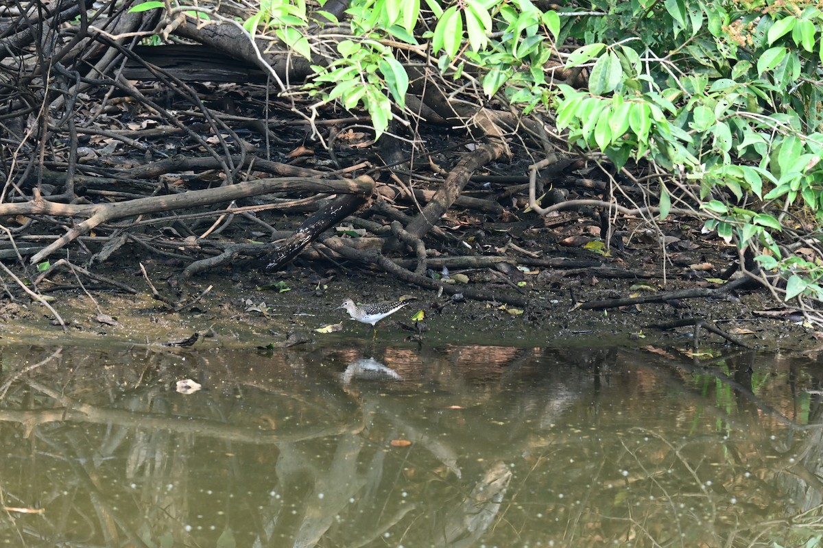 Solitary Sandpiper - ML622056984