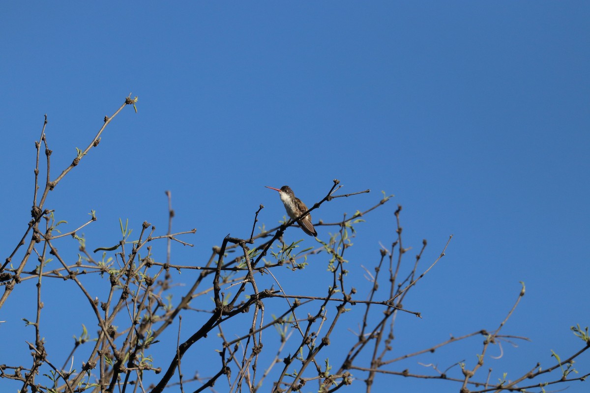 Violet-crowned Hummingbird - ML622056985