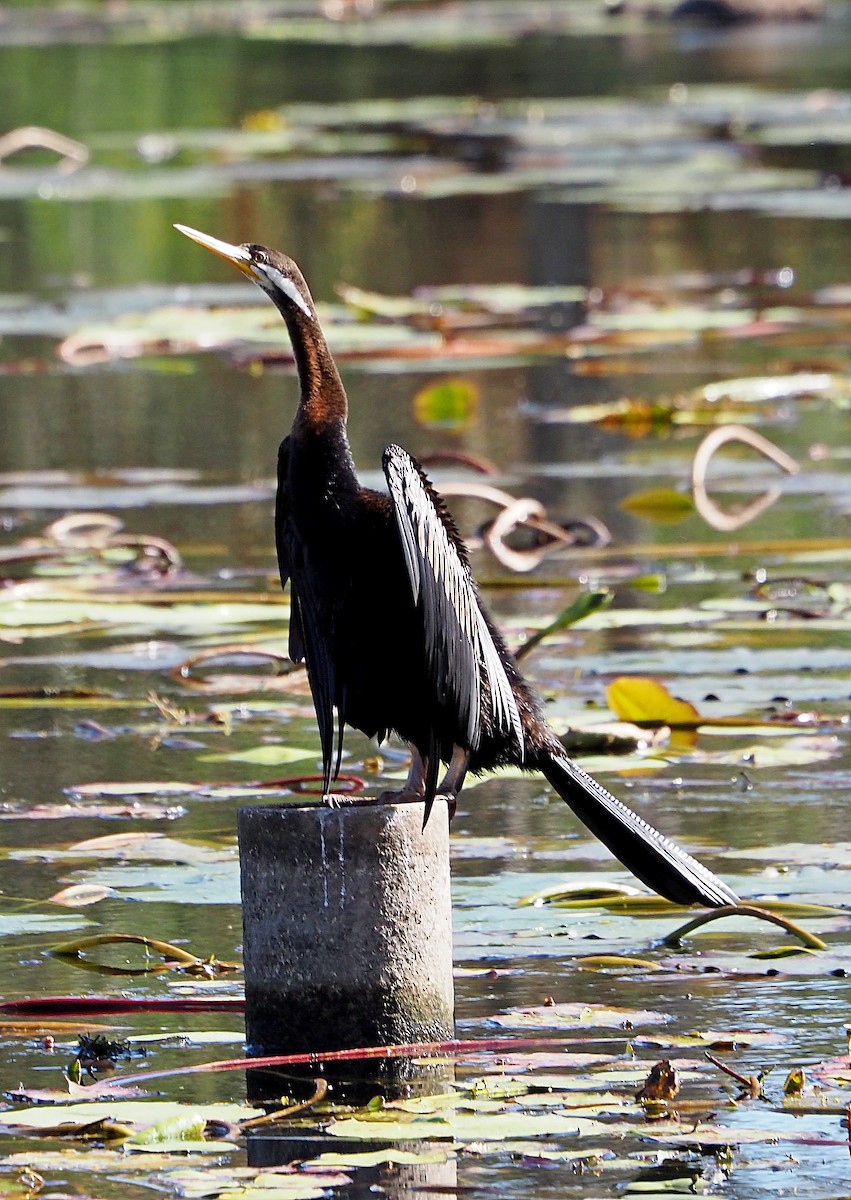 Australasian Darter - ML622056988