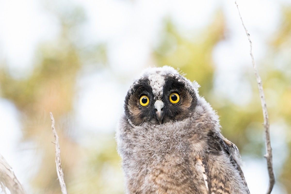 Long-eared Owl - ML622056989