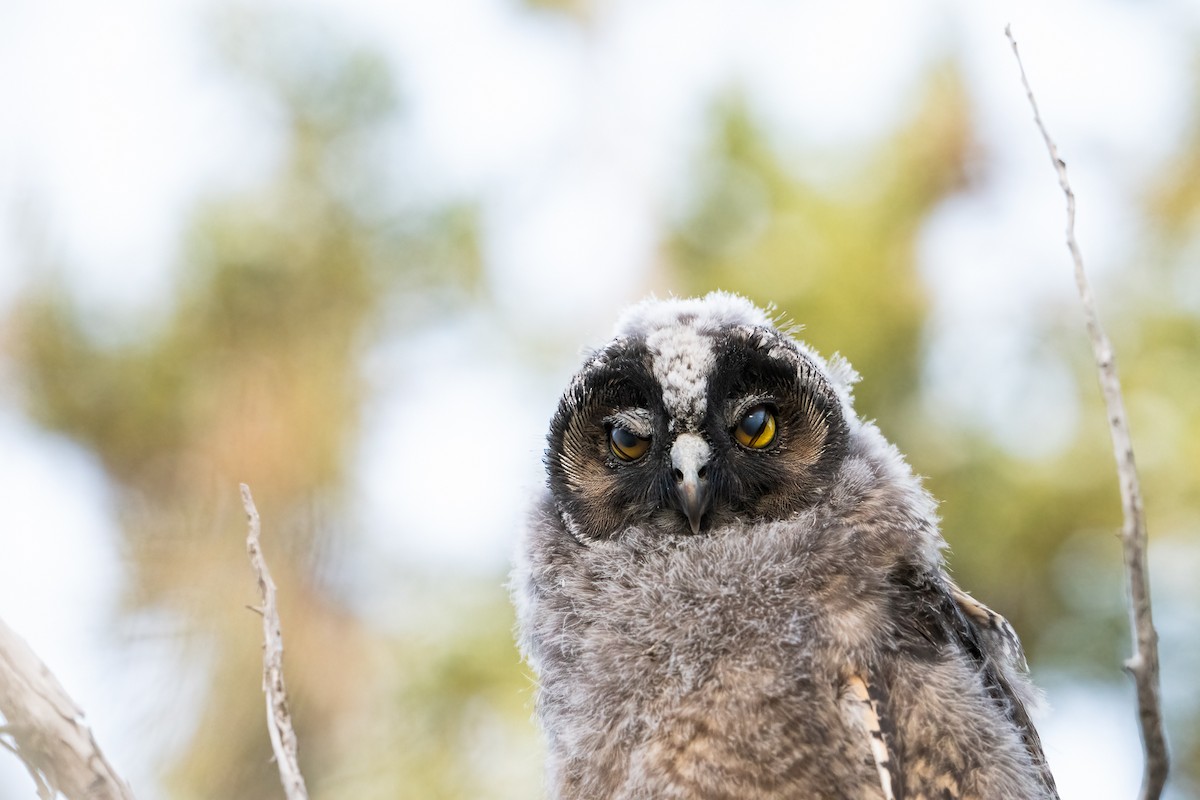 Long-eared Owl - ML622056990