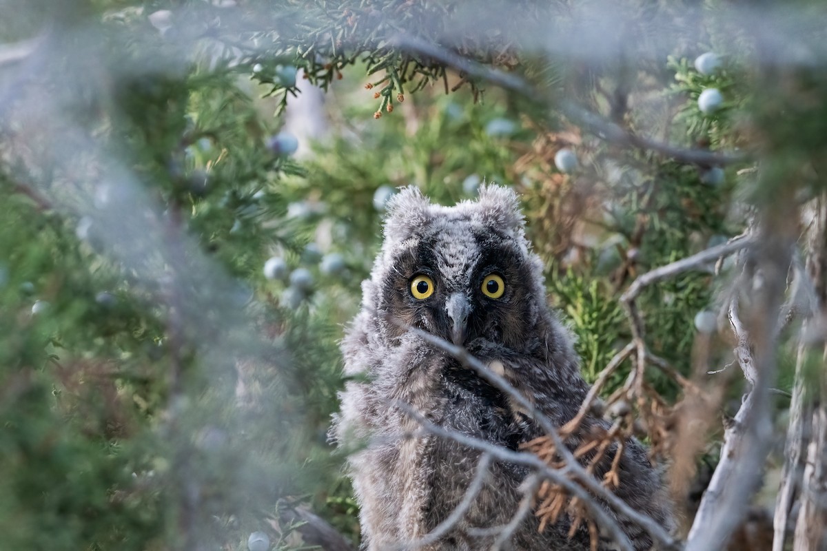 Long-eared Owl - ML622056992