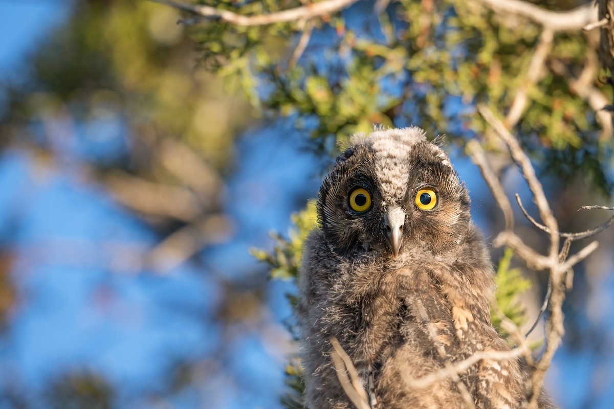 Long-eared Owl - ML622056993