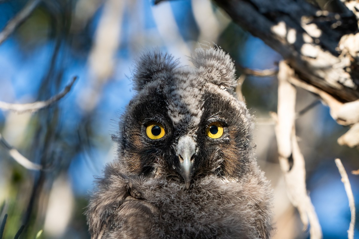 Long-eared Owl - ML622056994