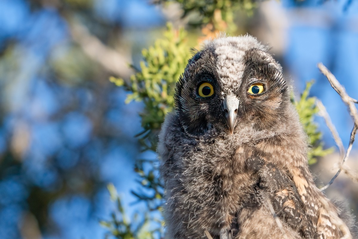 Long-eared Owl - ML622056995