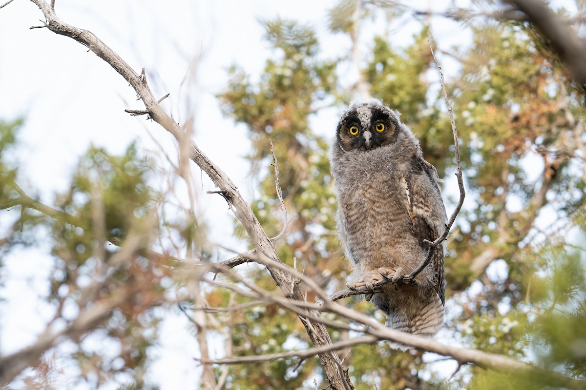 Long-eared Owl - ML622056996