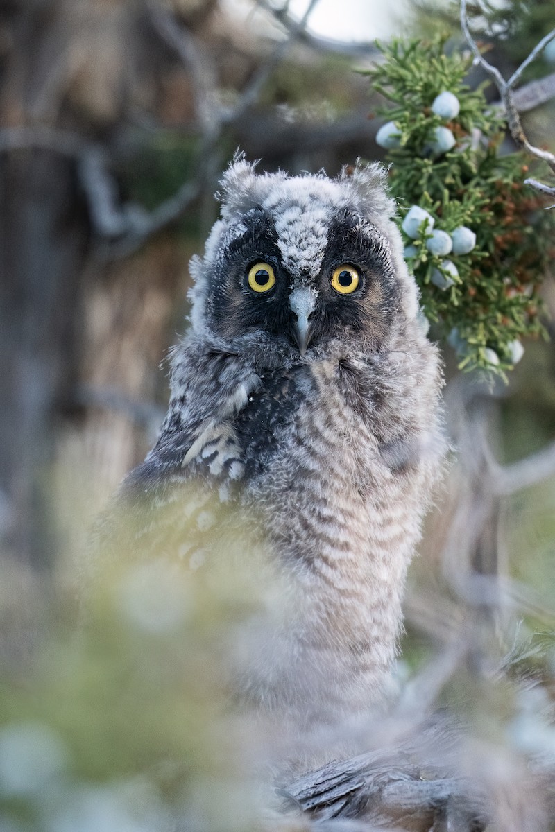 Long-eared Owl - ML622056998