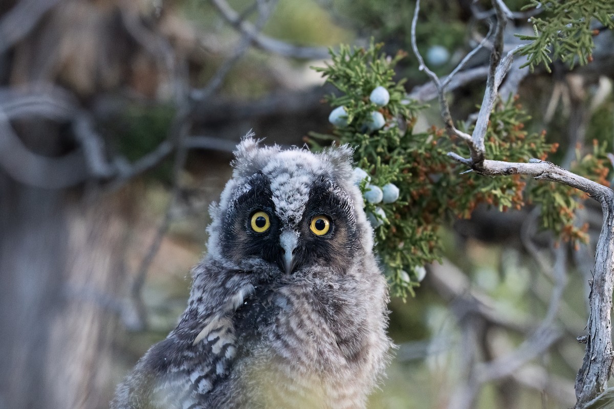 Long-eared Owl - Jeff Cooper