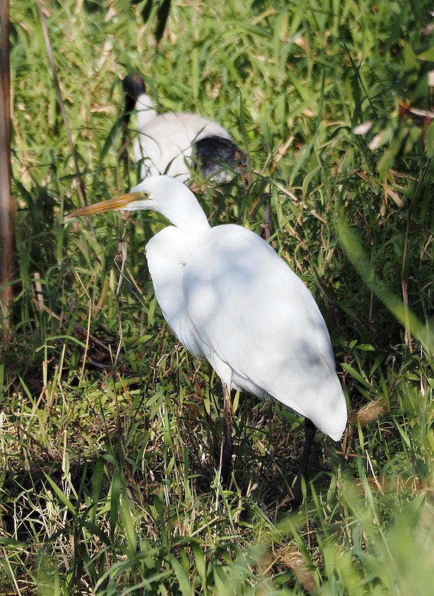 Great Egret - ML622057007