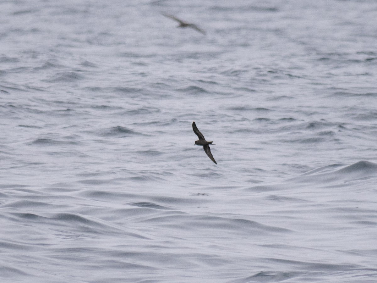 Ashy Storm-Petrel - ML622057010