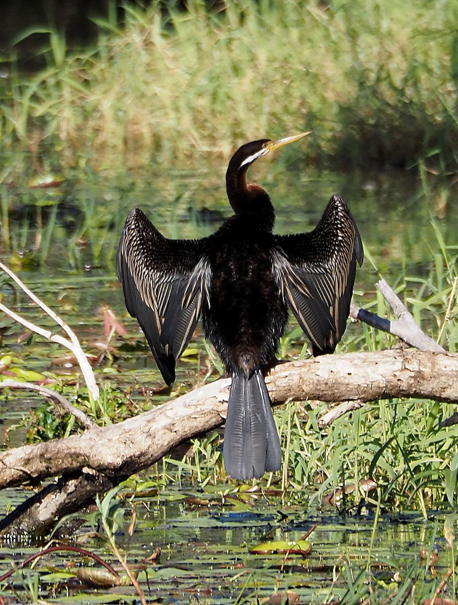 Australasian Darter - ML622057014