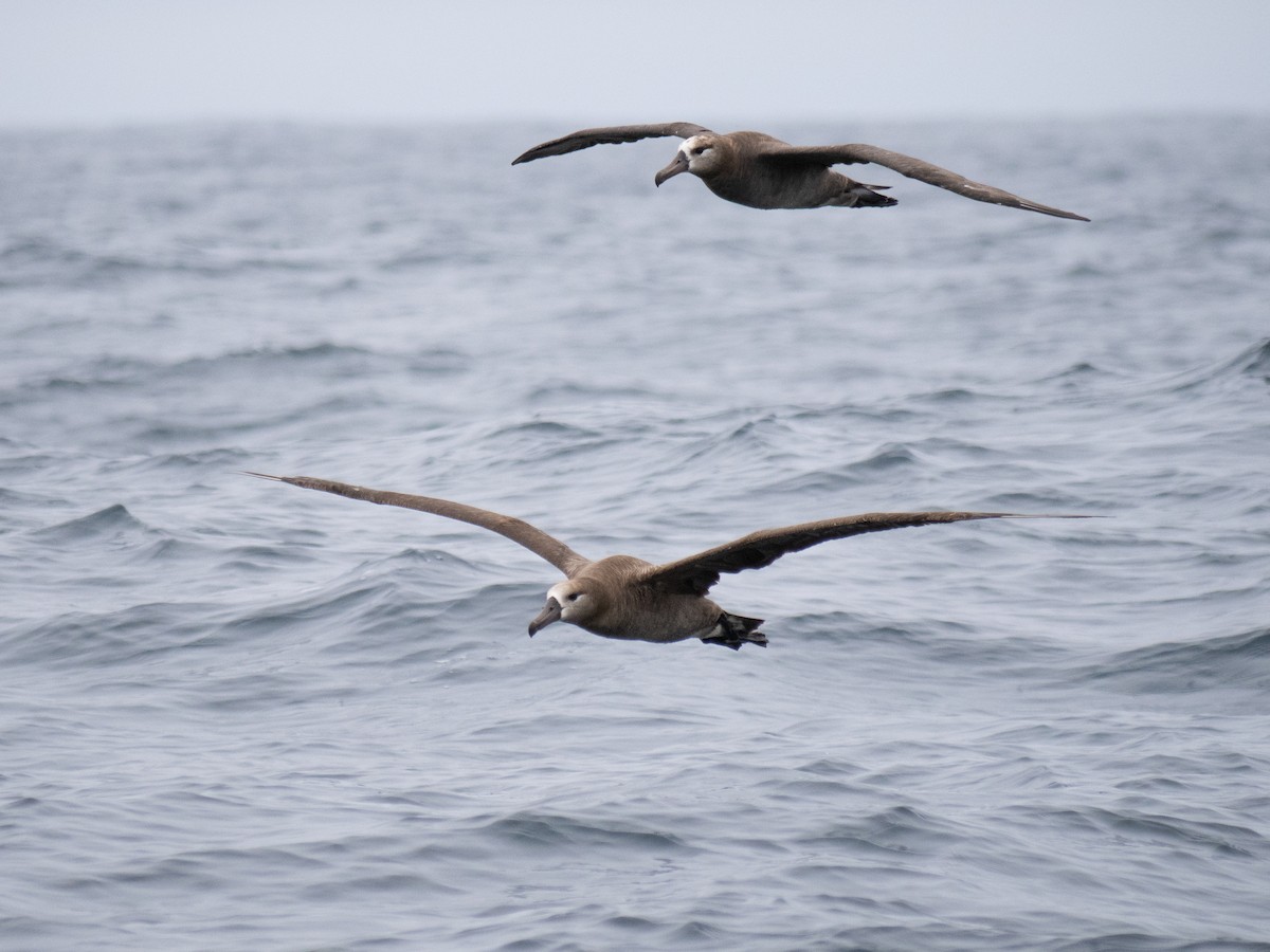 Black-footed Albatross - ML622057015