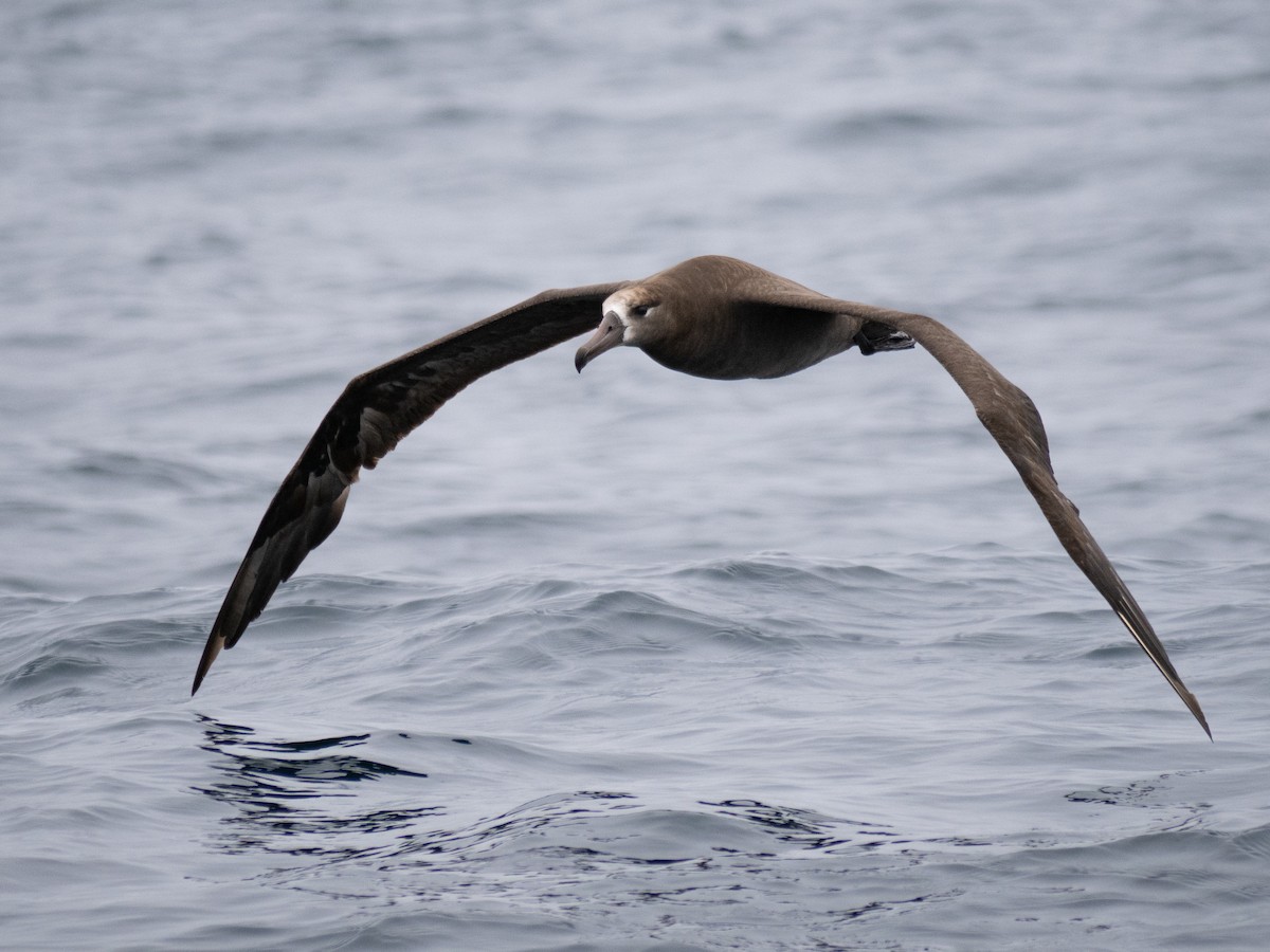 Black-footed Albatross - ML622057016