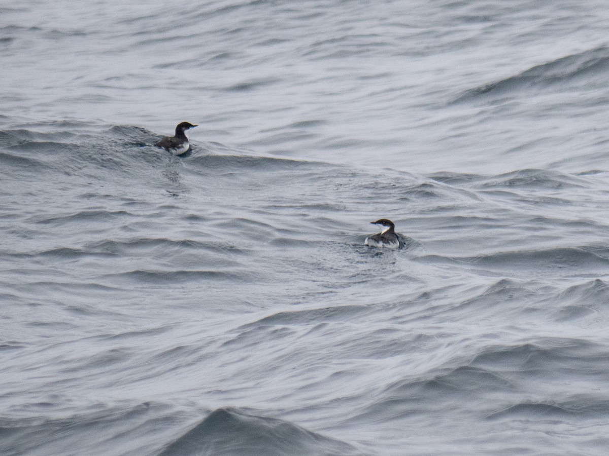 Scripps's Murrelet - ML622057017