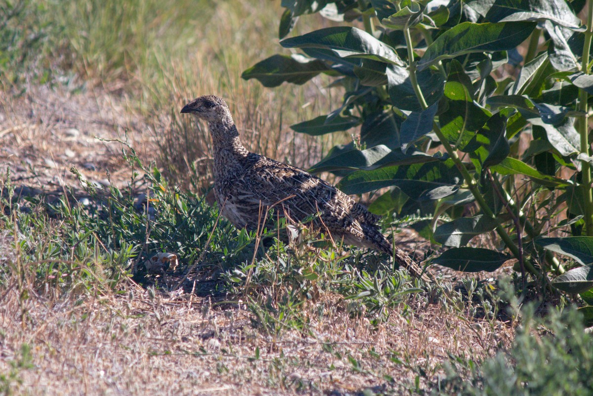 Greater Sage-Grouse - ML622057018