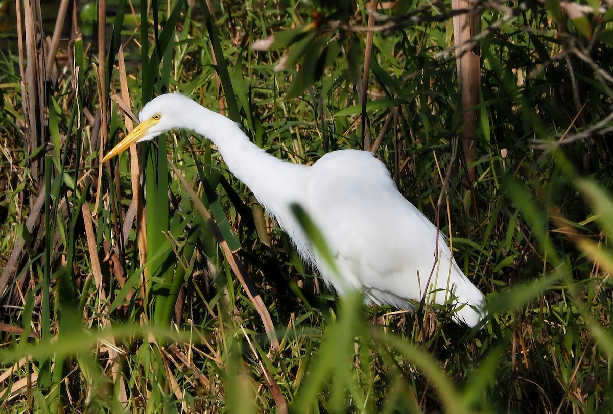 Plumed Egret - ML622057020