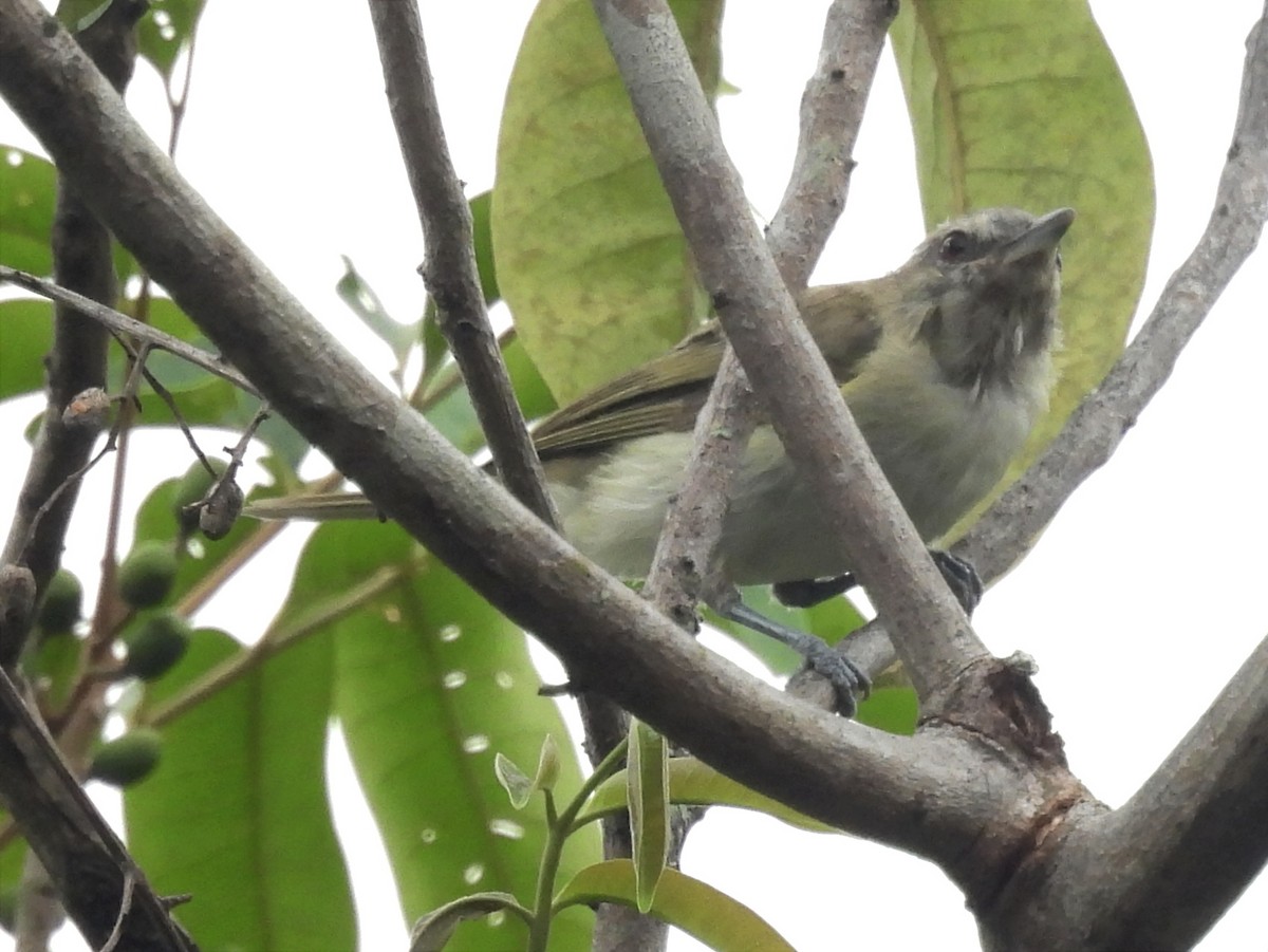 Red-eyed Vireo - ML622057021