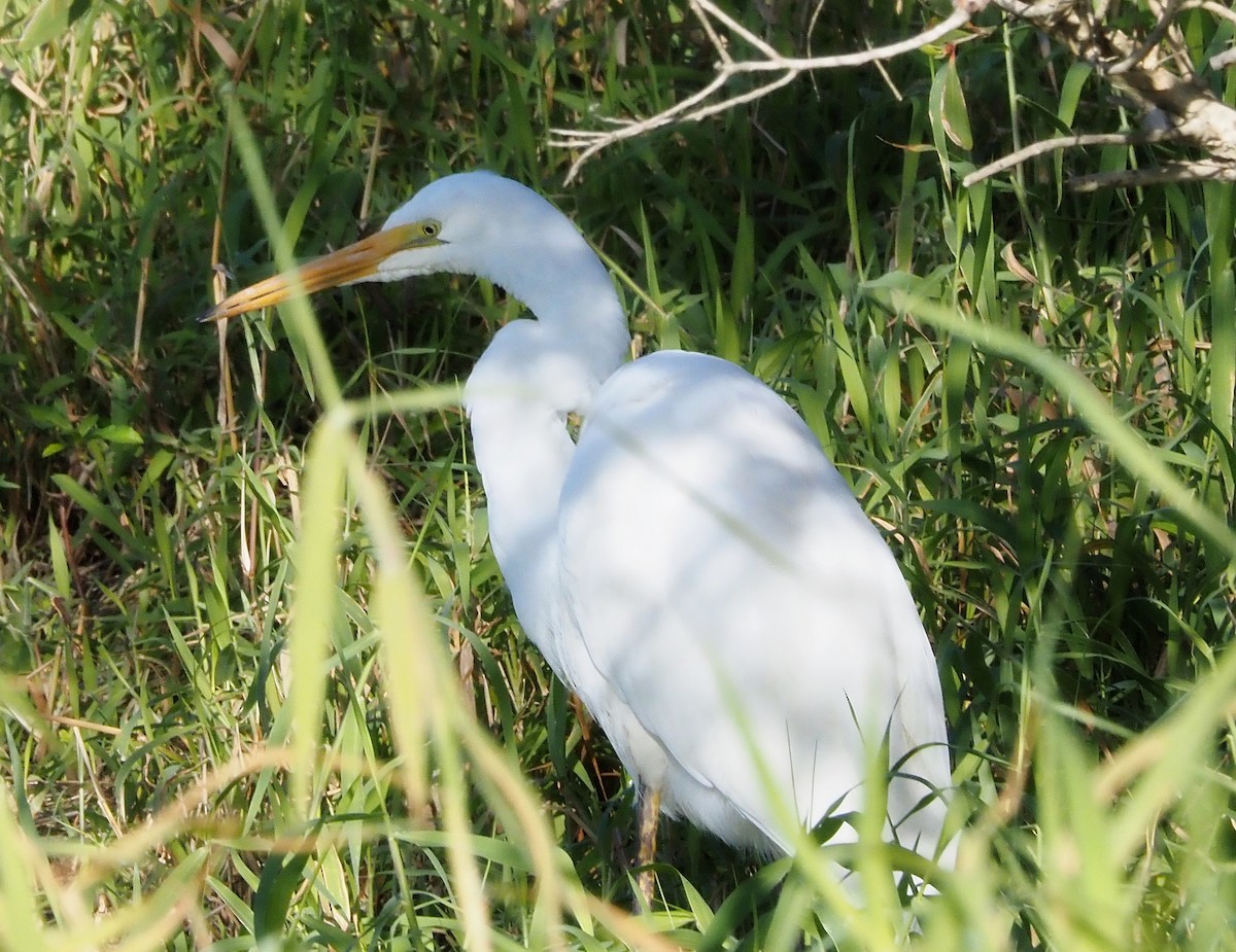 Grande Aigrette - ML622057023