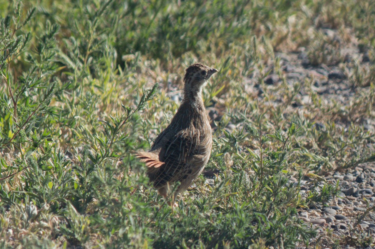 Gray Partridge - ML622057024