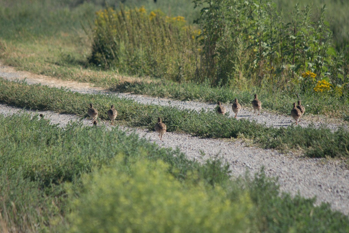 Gray Partridge - ML622057025