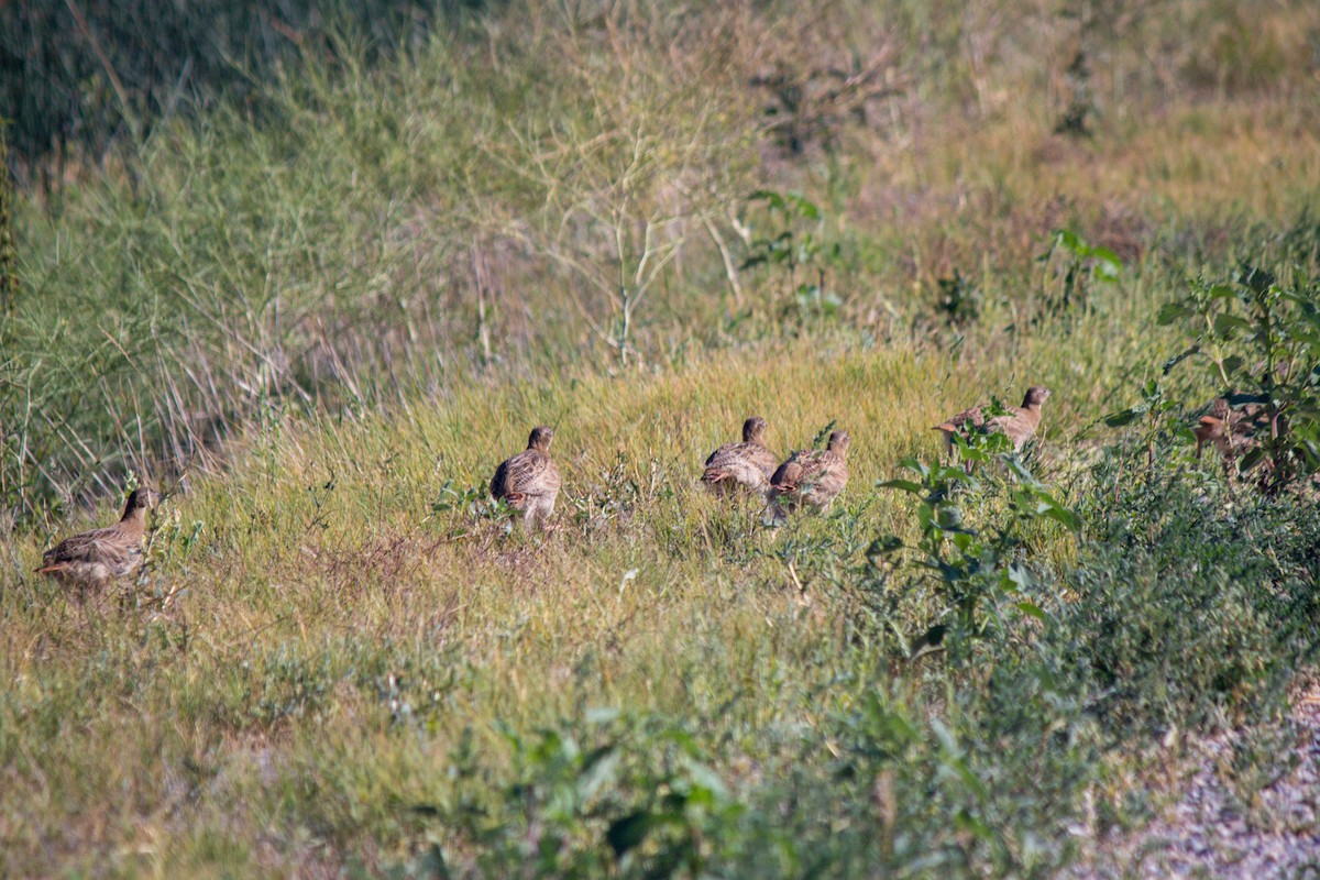 Gray Partridge - ML622057026