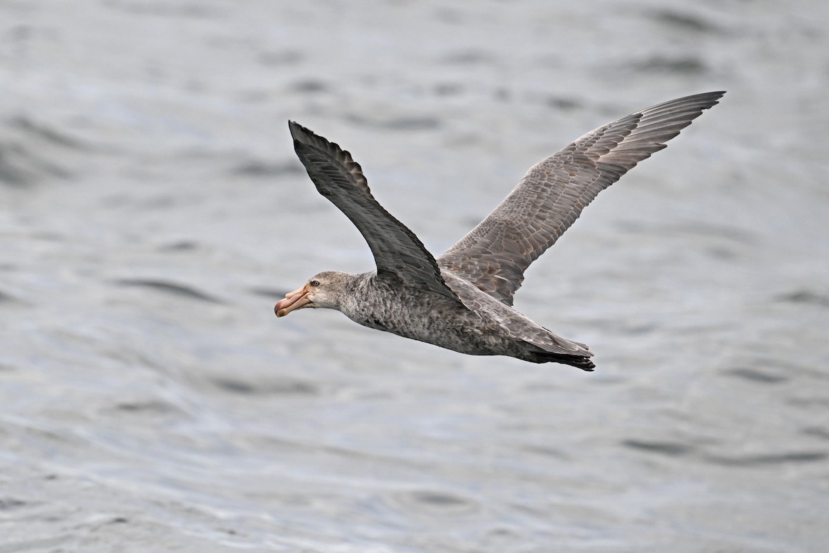 Northern Giant-Petrel - ML622057027